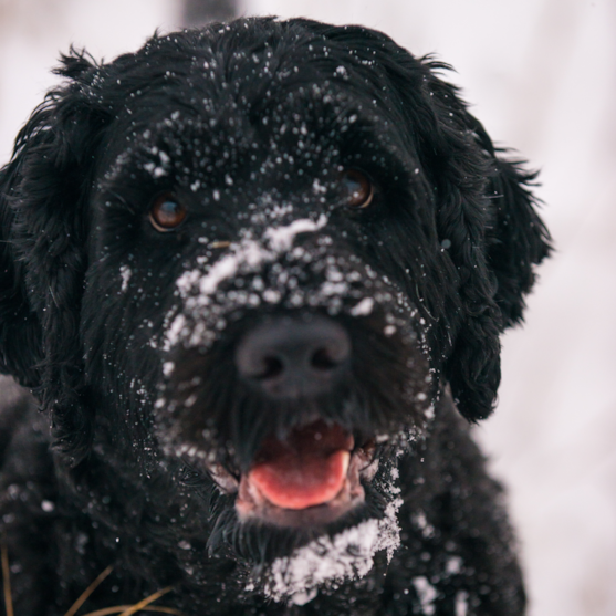 black portuguese water dog in snow